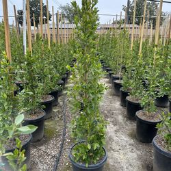 Ficus Nitida Indian Laurel Privacy Hedge