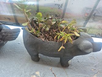 Plant holders 20 each