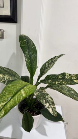 Variegated Diffenbachia