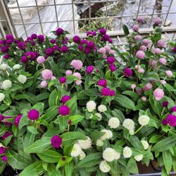 ANNUALS PLANTS 