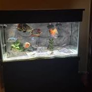 120 Gallon Glass Freshwater Fish Aquarium Fully Up And Running 