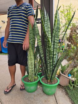 Tall snake plants