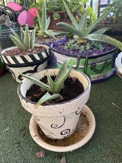 Aloe Vera Plants
