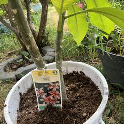 Hermosa Planta De Plumeria Color Rosa Y Anaranjado  Mide Como 2 Metros  Con Todo Y Maceta 