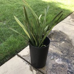 New Zealand Flax plant