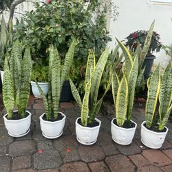 Beautiful Snake Plant In Ceramic Pot