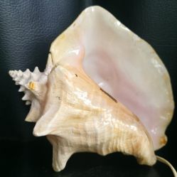 One Of a Kind Galveston Bay Sea Shell Souvenir With Light Effect