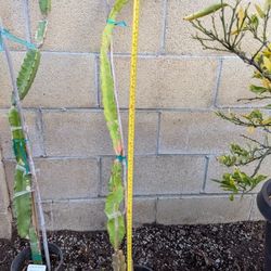 Dragon Fruit- Connie Mayer Variety