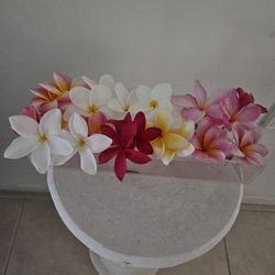 Plumeria Plants  $20 