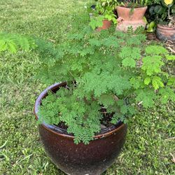 Brazilian Raintree Bonsai