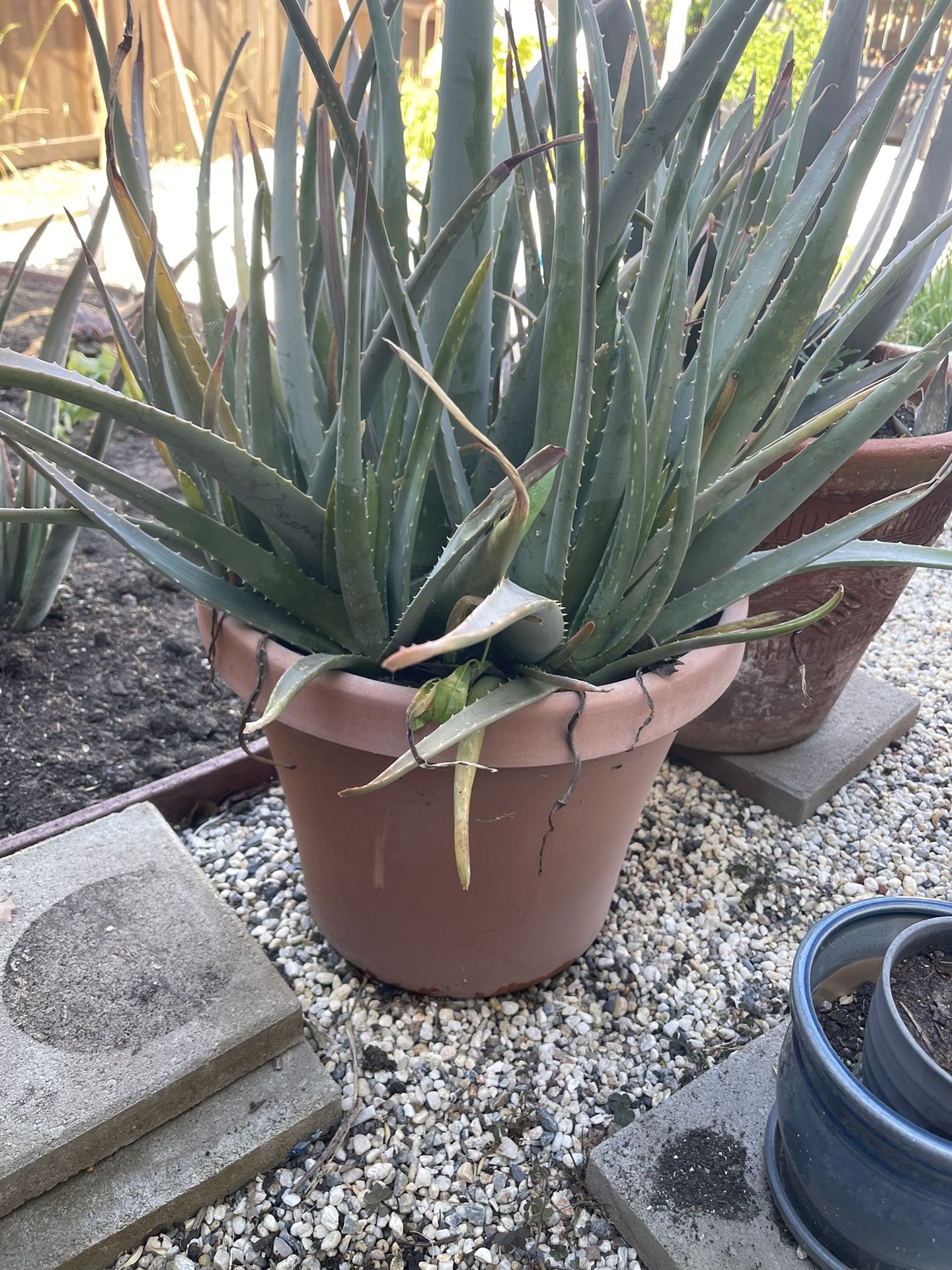 Large Aloe Vera Plant 