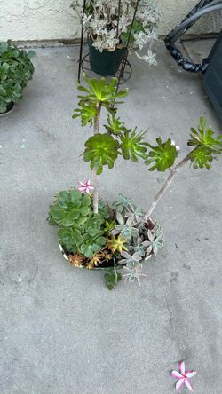 SUCCULENTS ARRANGEMENT!!!