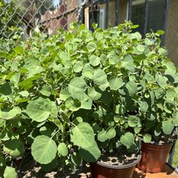 Papalo For Sale
