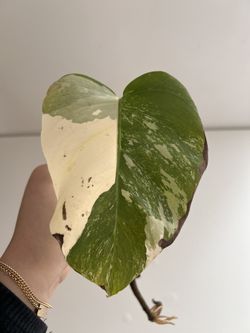 Monstera Albo Cutting