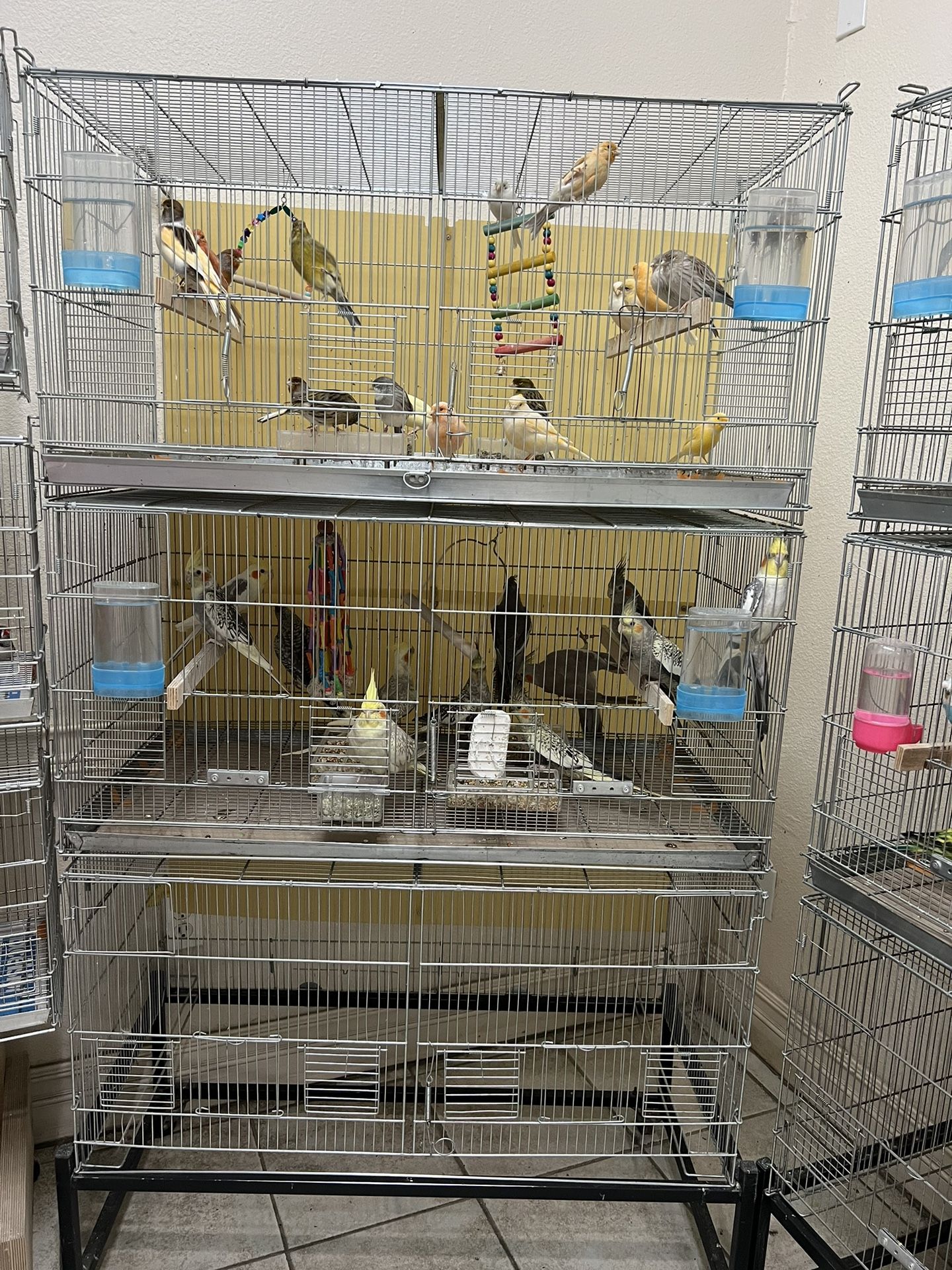 Bird Cages
