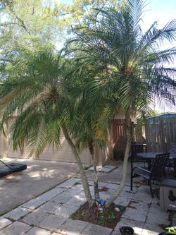 Palm Tree 🌴