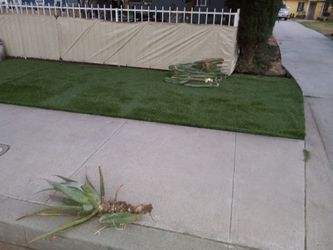 Free Cactus and aloe vera