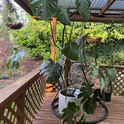 Monstera Plant And Ficus Tree 