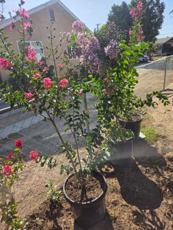 Crape myrtle
