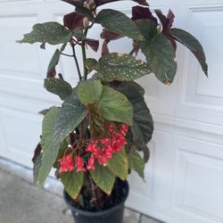 Begonia Lucerna Blooming Shade Plant, In 5 Gallóns Pot Pick Up Only