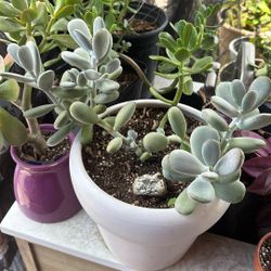 Suculenta