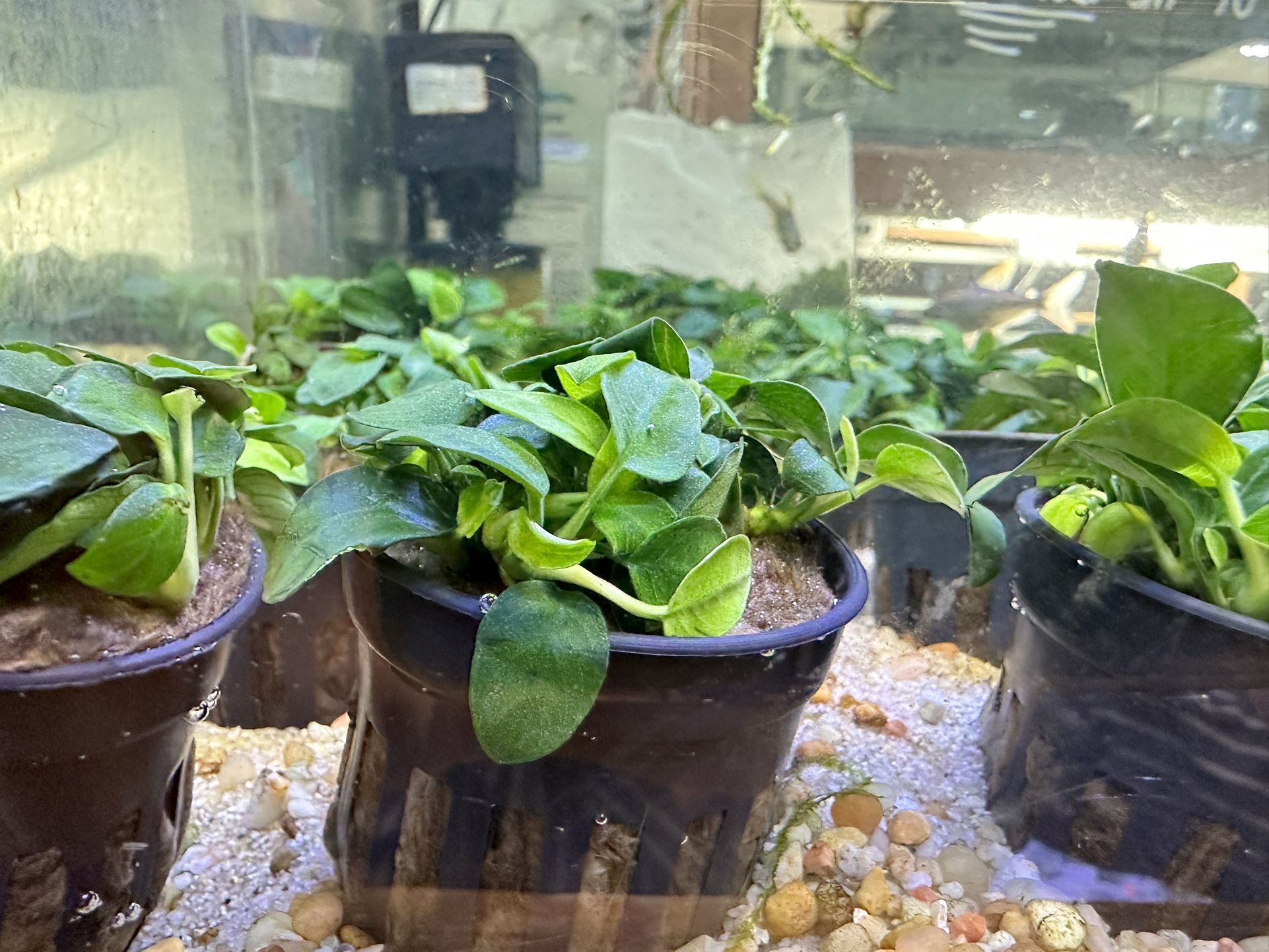 Anubias Nana Petite Potted - Epiphyte Aquatic Plant - Low Tech Aquascape Plant - Aquatic Plant For Aquariums Planted Fish Tanks