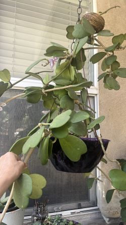 Hoya Hanging Basket