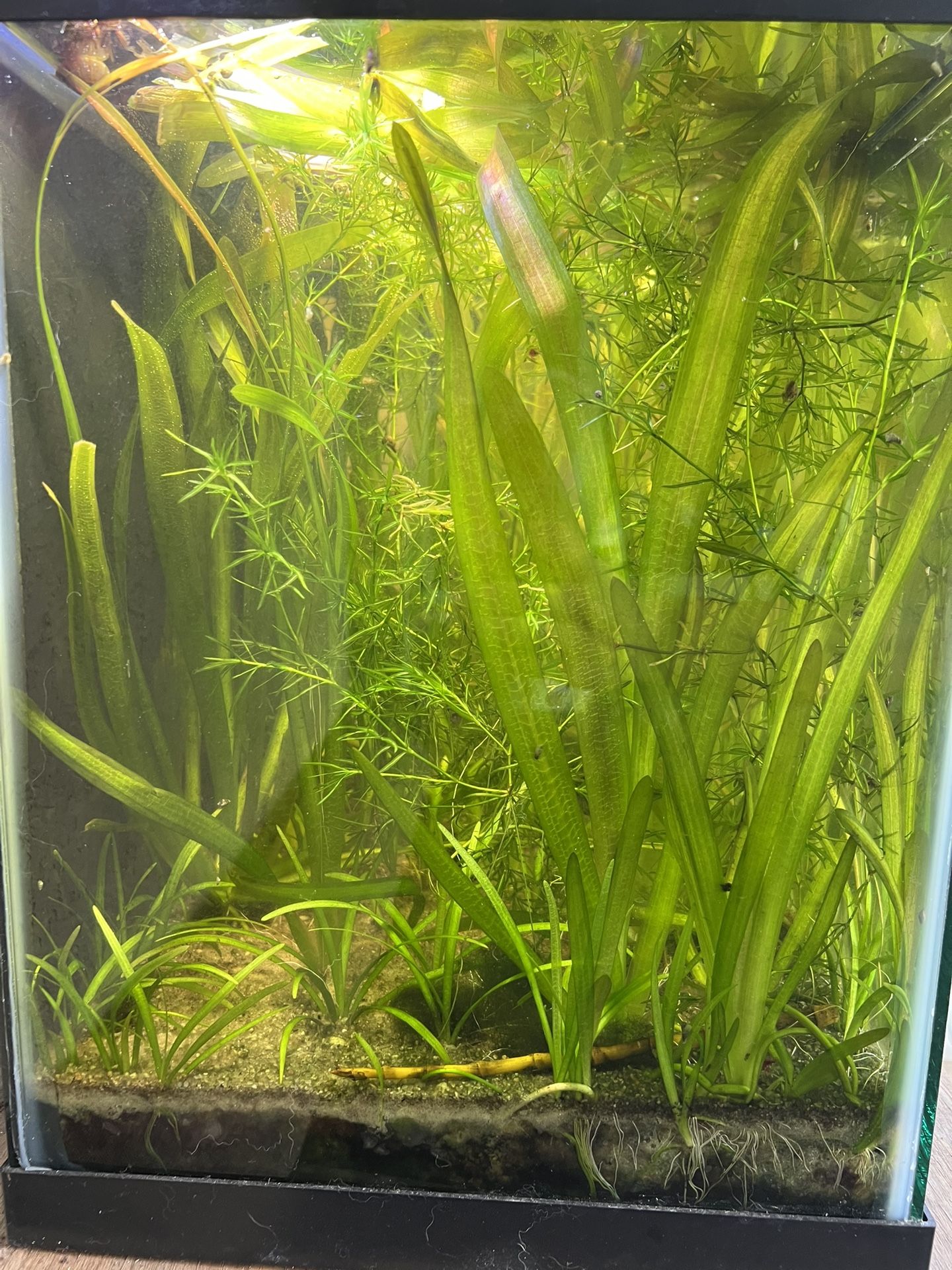 Colorful Aquarium Decorations & Plants