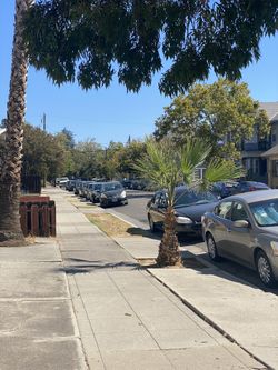 Palm Tree For Sale