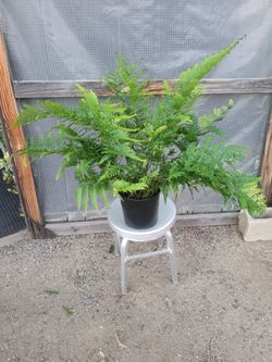 Fern Plant 10" Nursery Pot
