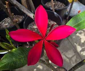 Plumeria
