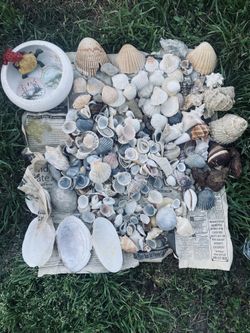 Real Seashell, StarFish, Clams Variety lot