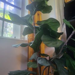 Fake Fiddle Leaf Plant