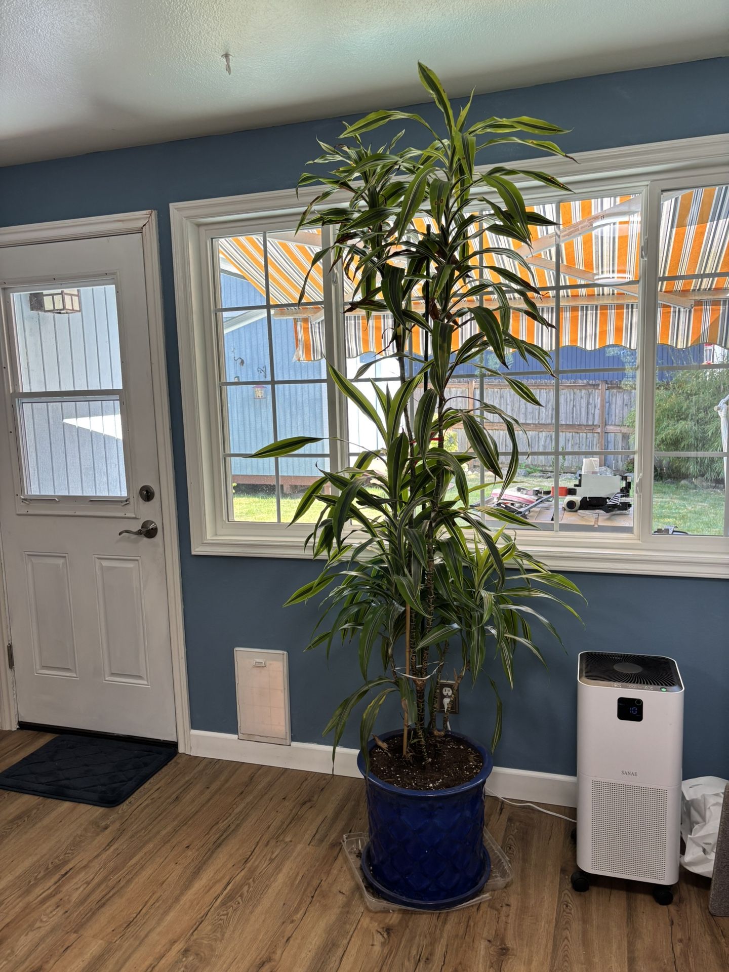 House Bamboo Plant