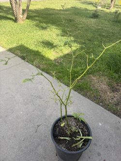 Habanero Pepper Plant 🌶️