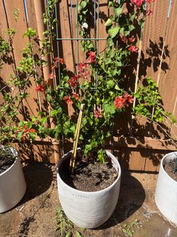 ORANGE KING VINE BOUGAINVILLEA