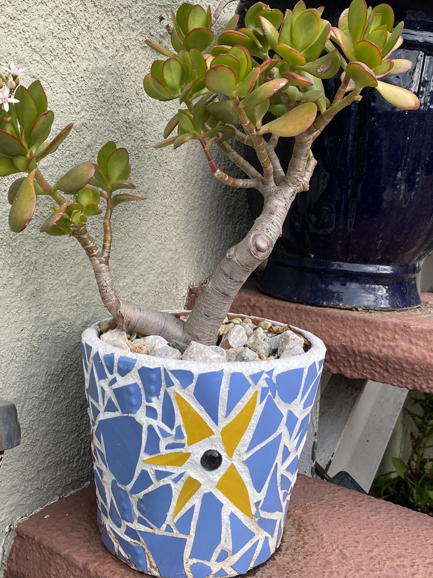 Vintage Mosaic Pot With Succulent And Pebble Base