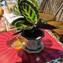 Rose Painted Calathea