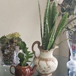 Large Sneake PLANT - Read Benefits - Apprix 2ft Tall