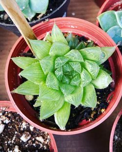 Variety Of Succulents