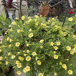 Welcome Pot With Plants