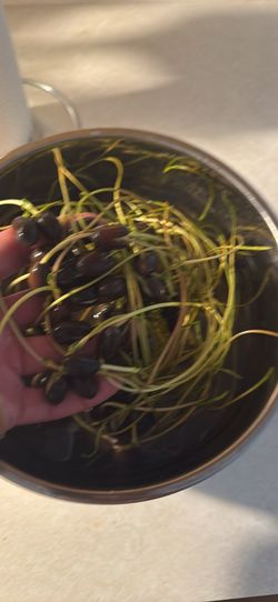 Water Lilies to Trade