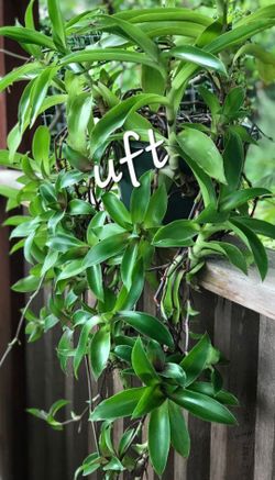 UFT Plant