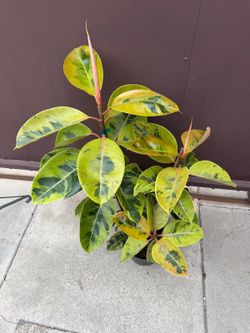 8” ficus shiveriana