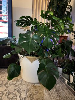 Monstera Plant