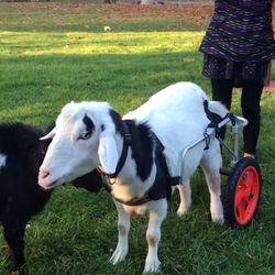 Large to XL dog wheelchair