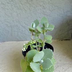 Kalanchoe  millotii  plant