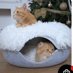 Comfy Cat Bef