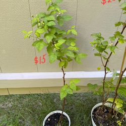 Well-established Hardy Raspberry Plants Will Produce Berries This Year.