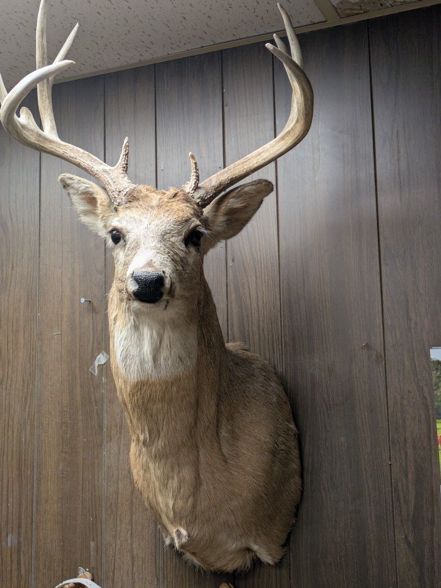 Whitetail Deer Shoulder Mount
